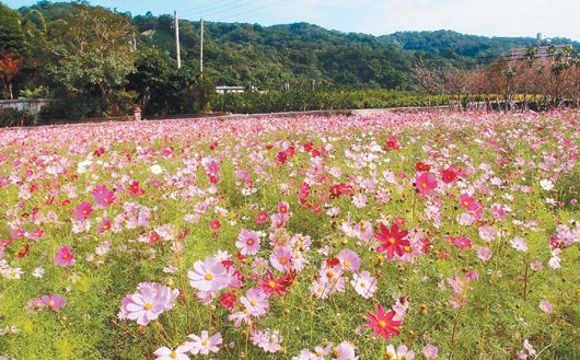 新竹关西镇波斯菊盛开 花海缤纷美如春天