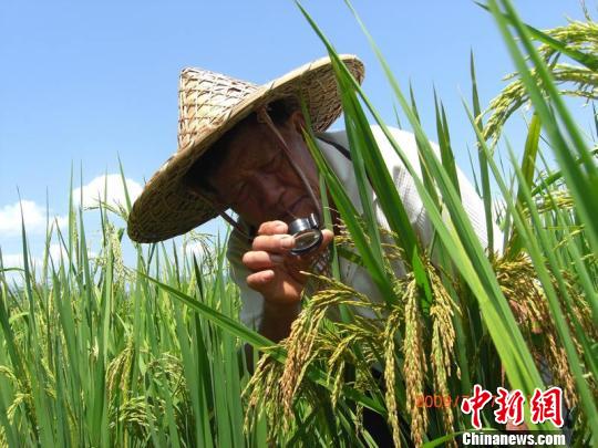 通讯：钟章美成就竹子与水稻超远缘有性杂交